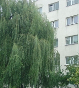 blok.jpg (26103 bytes)